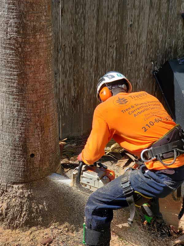 The 1 Tree Removal Services in San Antonio, TX TreeWise The 1 Tree Removal Services in San Antonio, TX TreeWise